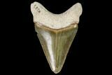Serrated, Fossil Megalodon Tooth - Bone Valley, Florida #110449-1
